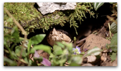 八仙山國家森林遊樂區內發現在岩縫中護卵的百步蛇